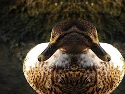 Siamesische Enten - Bild \u0026amp; Foto von Nadine Schimmel aus Enten ...