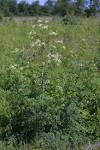 <b>Conium</b> maculatum (poison
