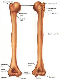 humerus