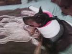 Wobbler's Disease Advice - Doberman Forum : Doberman Breed Dog Forums