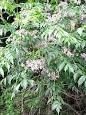 <b>Meliaceae</b>