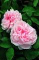 Barbara Austin R
ose : English  ...