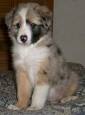 BC Museum: Merle Border Collies