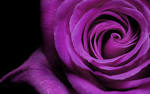 Flowers Beautiful Best Quality Roses - Free high quality ...