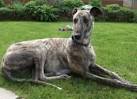 Adopted Greyhounds of Greyhoundhilfe Deutschland