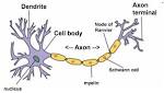 Figure 12.2 <b>Neurons</b> have four