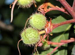 Attēlu rezultāti vaicājumam “Aesculus x hybrida fruit”