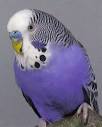 And Then We Were Gone: The Budgie