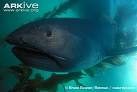 MEGAMOUTH SHARK videos, photos and facts - Megachasma pelagios.