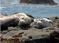 The Marine Mammal Center : Pacific Harbor Seal