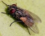 Fly insect musca domestica - via Daymix