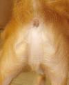 picture of Perro y la aparici n milagrosa Hazme El Chingado Favor images wallpaper