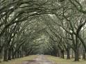 Moss-Covered Plantation Trees, Charleston, South Carolina, USA ...