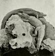 http://upload.wikimedia.org/wikipedia/commons/thumb/4/4a/Chinese%252Bamerican_alligators.png/250px-Chinese%252Bamerican_alligators.png