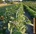 Sunflower Heliotropism | RM.