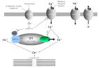Pharmacology of Calcium Channel Blockers ~ Pharmacology Notes