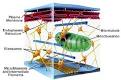Intro to Anatomy 4  Cell Structure and Function   Freethought Forum