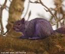 Pete the purple squirrel