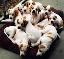 Becoming a Successful Dog Breeder