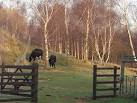 size (8.5 cwt for a cow and 12 cwt for a bull). The Rare Breeds Survival - via Daymix