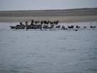SD2362 : Seal colony on South - via Daymix