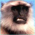 GALLERIES | Monkey!