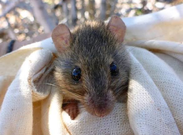Fare Thee Well, Bramble Cay Melomys