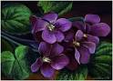 Purple Violets