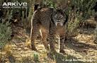 Iberian lynx photo - Lynx pardinus - G116613 - ARKive