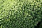 Moss (Polytrichum commune) - via Daymix
