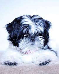 external image images?q=tbn:ANd9GcRvEII9fD2ZrfAUdPTXHEBrCqSv7x4CJhusDvB5abkR5glFohfP