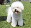 DOGS LIFE: Non-Sporting Dogs Can Make Very Good Pets And Companion ...