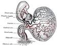 Dorsal aorta - Wikipedia, the free encyclopedia