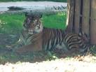 is a carnivore clinging to - via Daymix