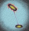 Bacterial conjugation | Flickr - Photo Sharing!