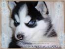 Allegro Siberian Husky Puppies for Sale*Siberian Huskies Puppies