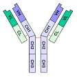 File:<b>Anticorps</b>.png