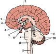 brain