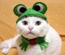 Third Strike: Halloween Cat Costumes: The Third Option