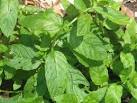 Growing Spearmint