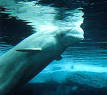 Beluga whale - Wikipedia, the free encyclopedia