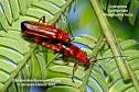 Macrophotos du jardin
