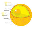 Cell nucleus - Wikipedia, the free encyclopedia