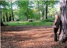 Beech trees beside Virginia Water in the autumn - via Daymix
