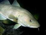 Conheça cinco tipos de bacalhau (inclusive suas cabeças ...