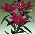 Wholesale Oriental Lilies | Fresh Cut Bulk Oriental Lilies at ...