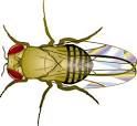 Exhibit: Mutant Fruit Flies - Drosophila Genetics | Exploratorium