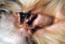 Follow the Piper: EAR MITES!