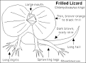 Frilled Lizard Printout- EnchantedLearning.