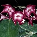 Hoya macgillivrayi